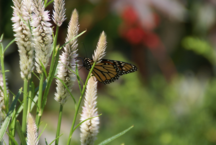 Butterfly on flowers in Ft. Tryon Park 